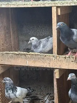 Pigeons