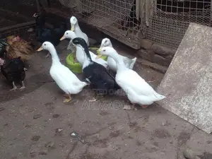 Ducks