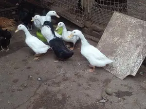 Ducks