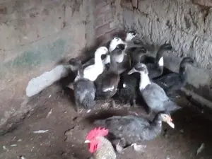 Ducks