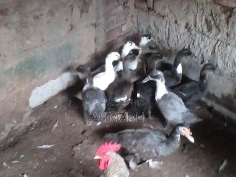 Ducks