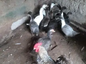 Ducks