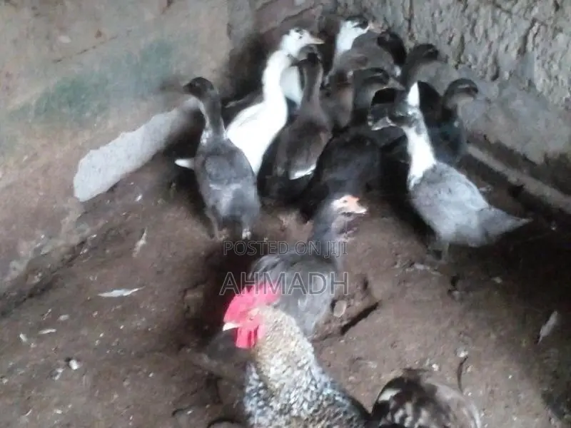 Ducks