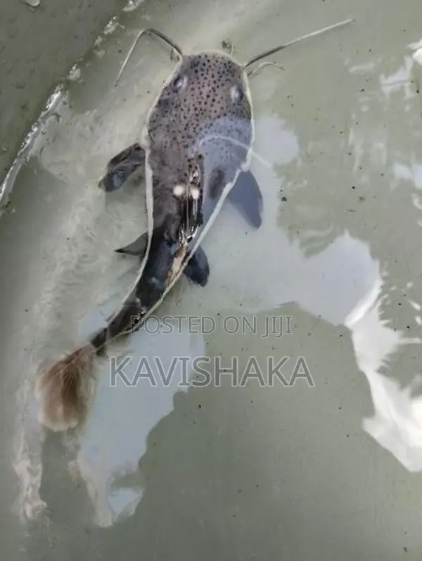 Red Tail Catfish