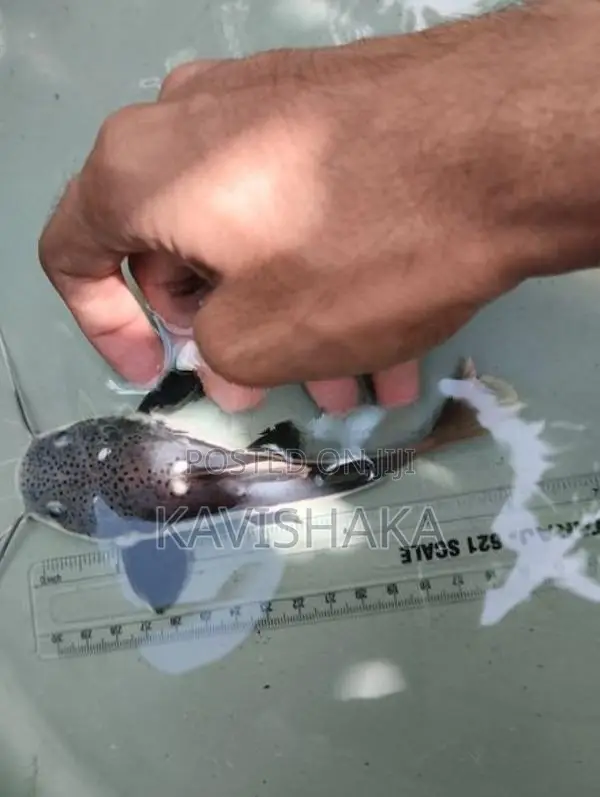 Red Tail Catfish