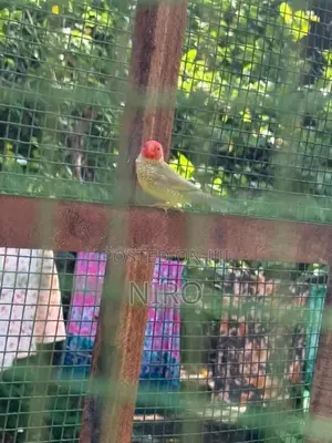 Star Finches