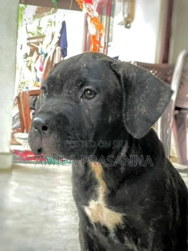 American Bully Female Puppy
