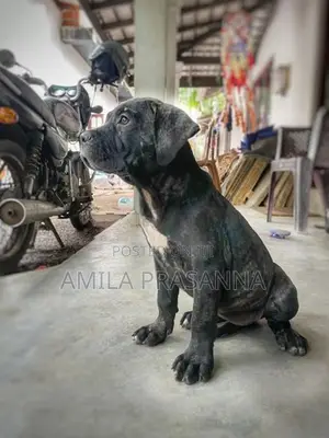 American Bully Female Puppy