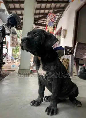 American Bully Female Puppy