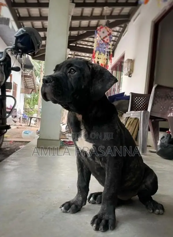 American Bully Female Puppy