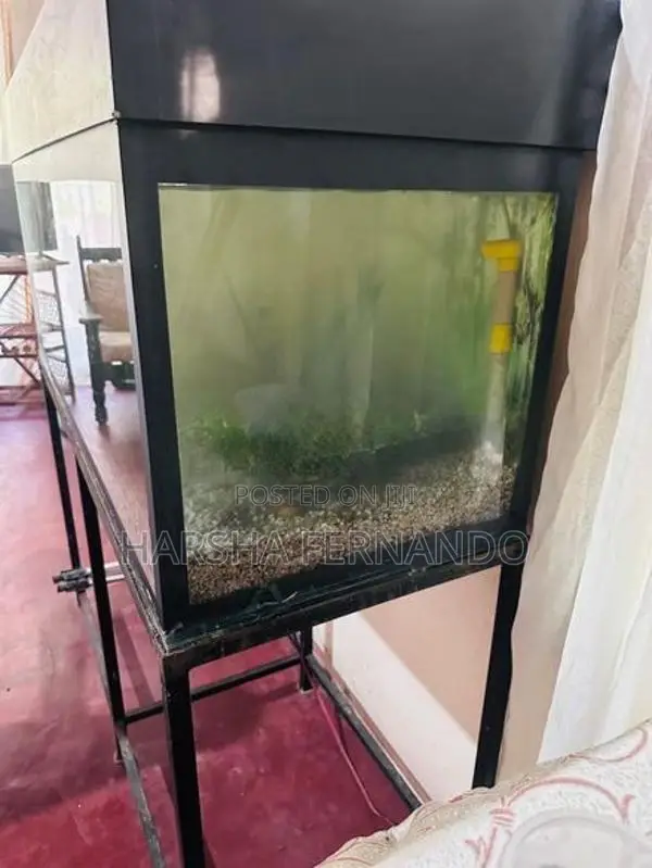 Fish Tanks