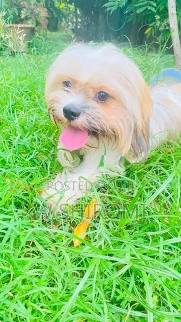Shih Tzu Puppy