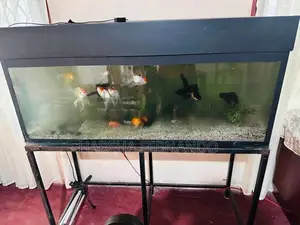 Fish Tanks