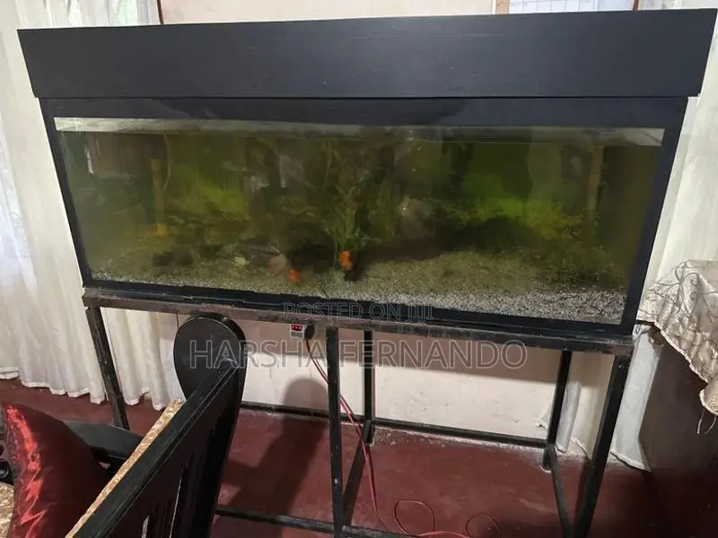 Fish Tanks