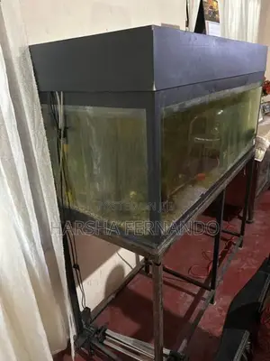Fish Tanks