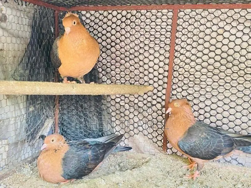 Pigeon