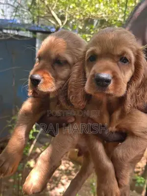 Cocker Spaniel Puppies