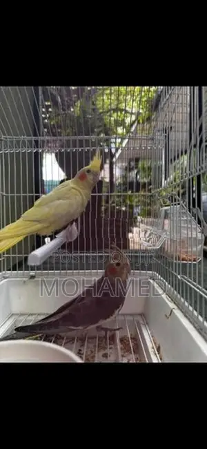 Cockatiel Bird