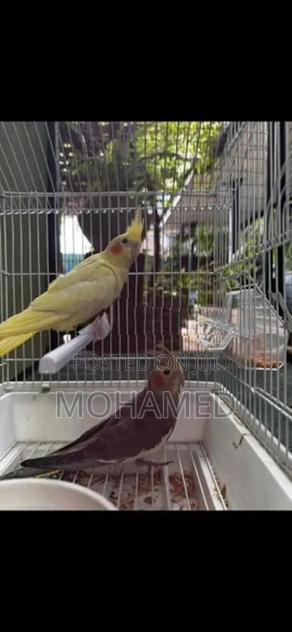 Cockatiel Bird