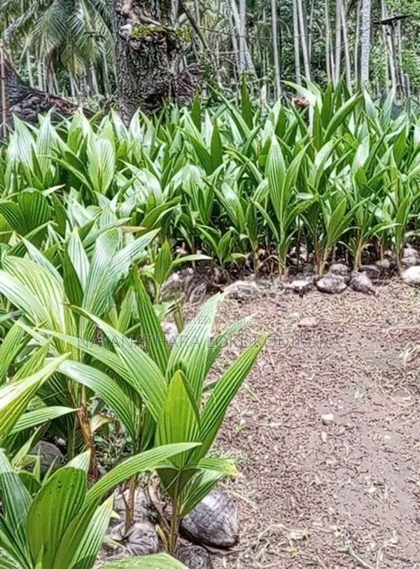 Organic Coconut Plants