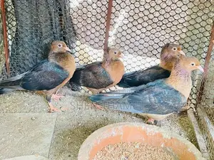 Pigeon