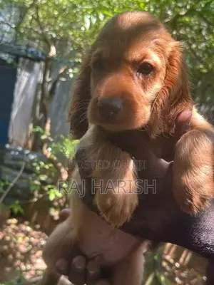 Cocker Spaniel Puppies