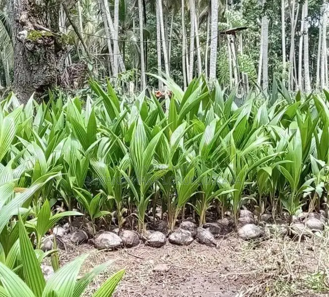Organic Coconut Plants
