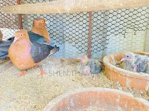 Pigeon
