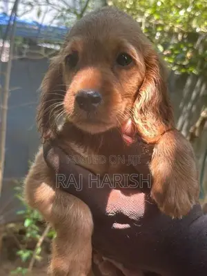 Cocker Spaniel Puppies