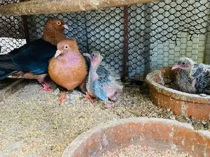 Pigeon