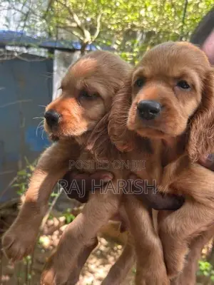Cocker Spaniel Puppies