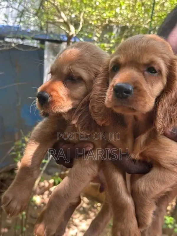 Cocker Spaniel Puppies