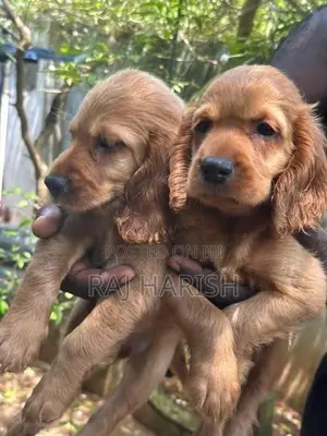 Cocker Spaniel Puppies