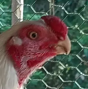 බොයිලර් Chicken