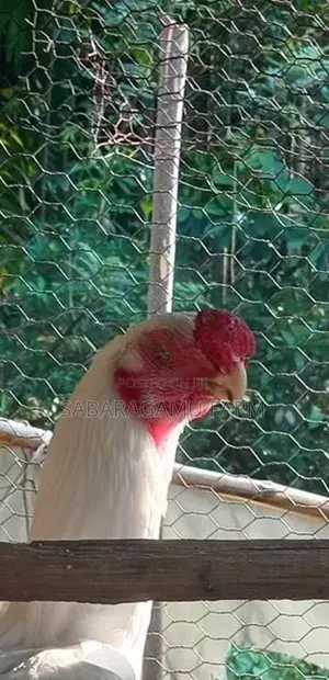 බොයිලර් Chicken