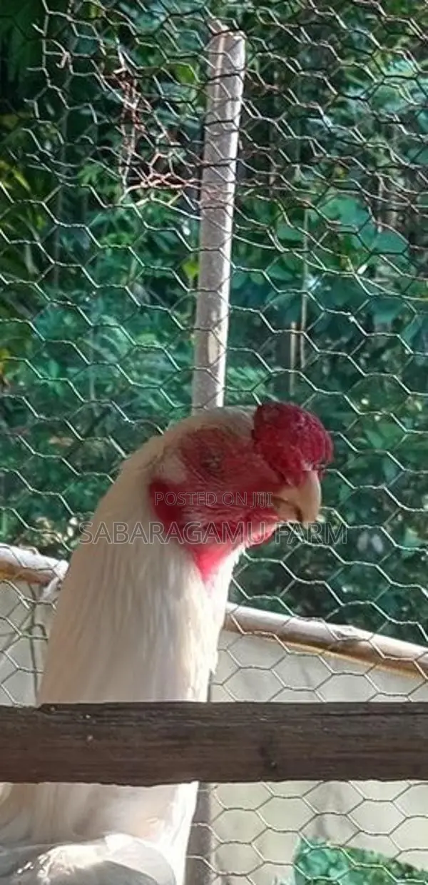 බොයිලර් Chicken