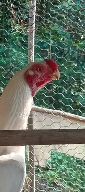 බොයිලර් Chicken
