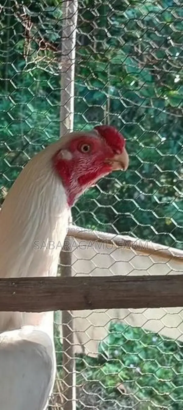 බොයිලර් Chicken