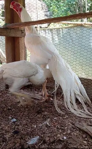 බොයිලර් Chicken