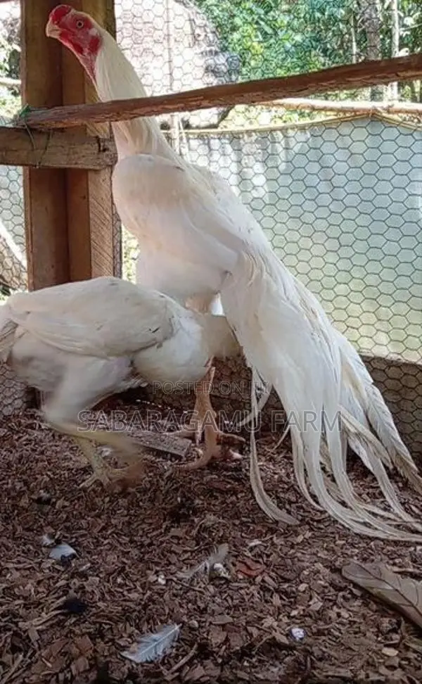 බොයිලර් Chicken