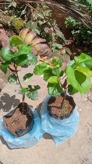 Pear Plants