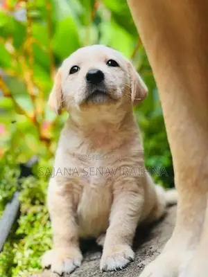 Labrador Puppy