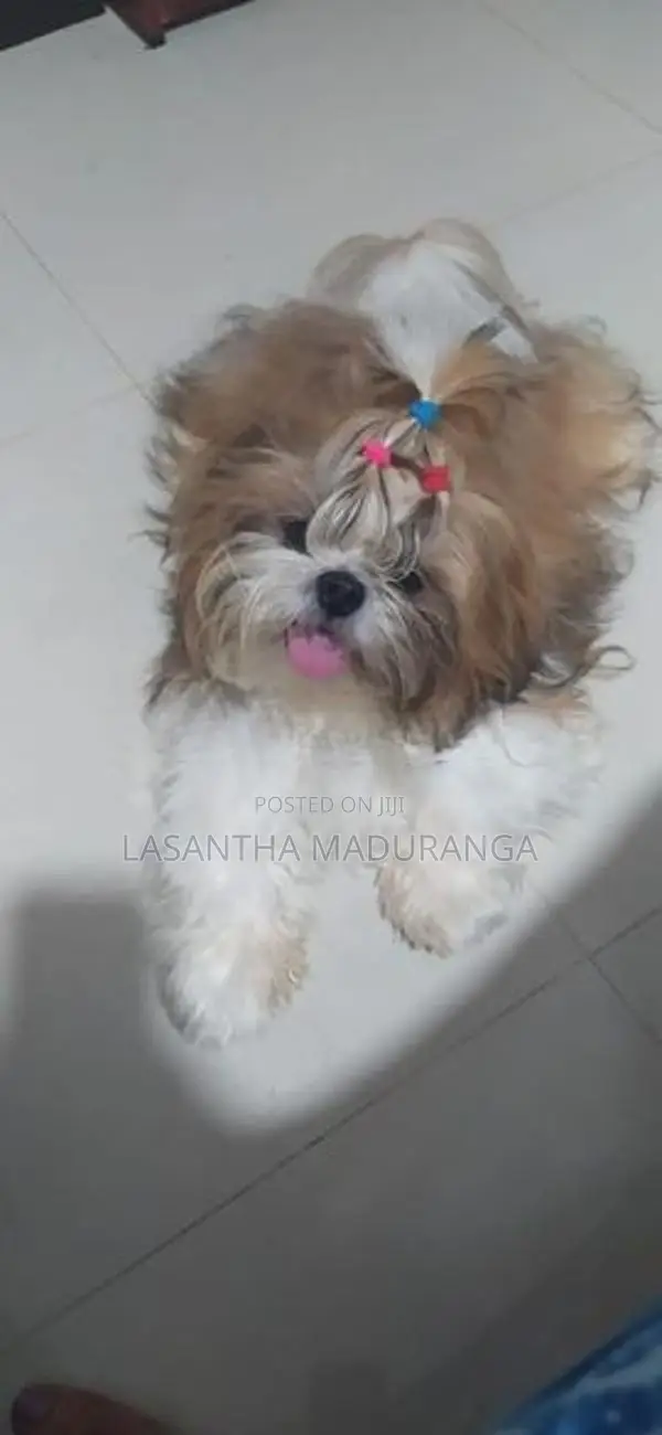 Shih Tzu Puppies