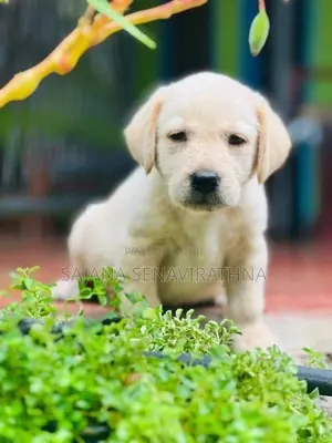 Labrador Puppy