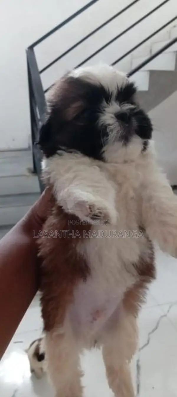 Shih Tzu Puppies