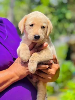 Labrador Puppy