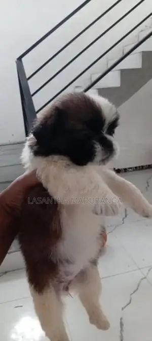 Shih Tzu Puppies