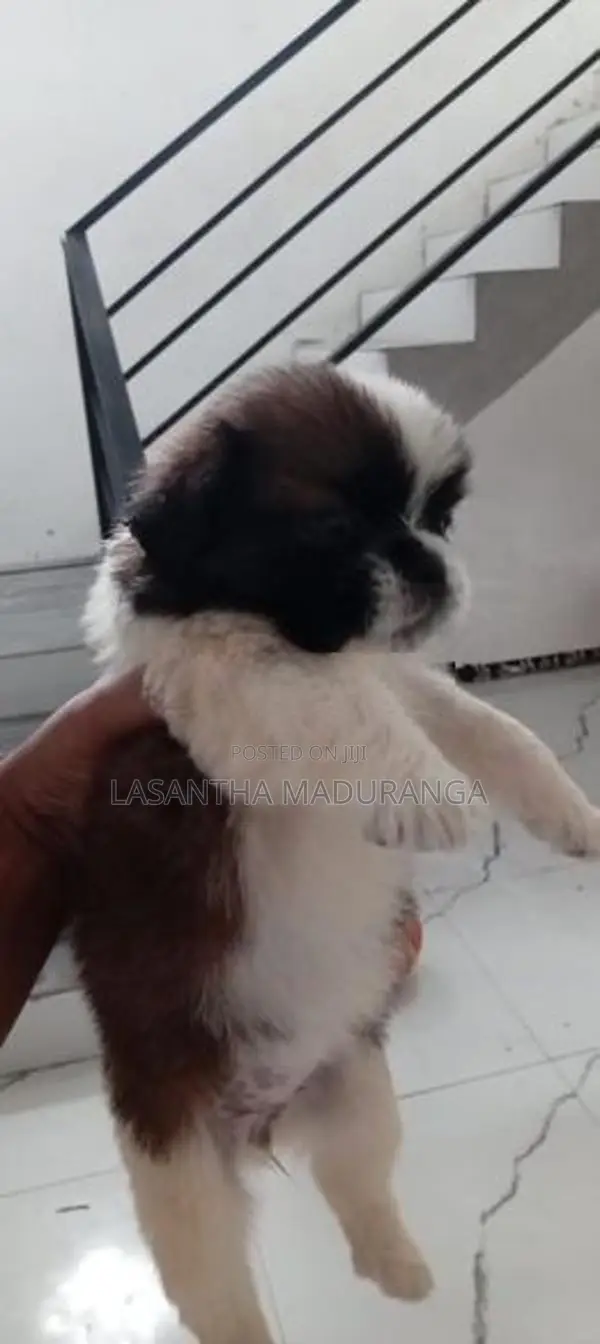 Shih Tzu Puppies