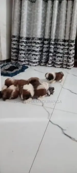 Shih Tzu Puppies