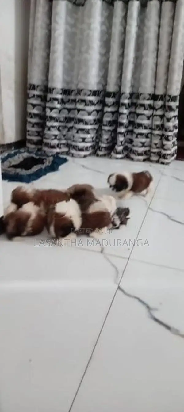 Shih Tzu Puppies